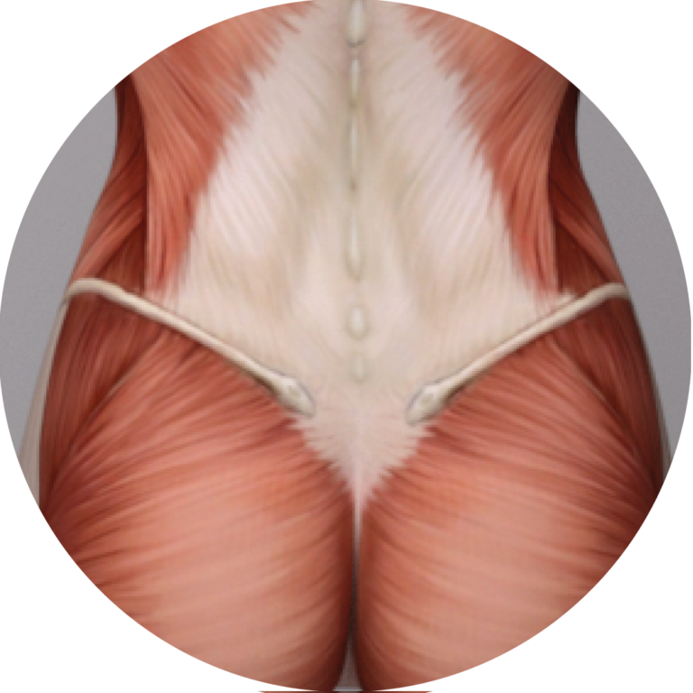 Fms Landing Img Lumbar bullet